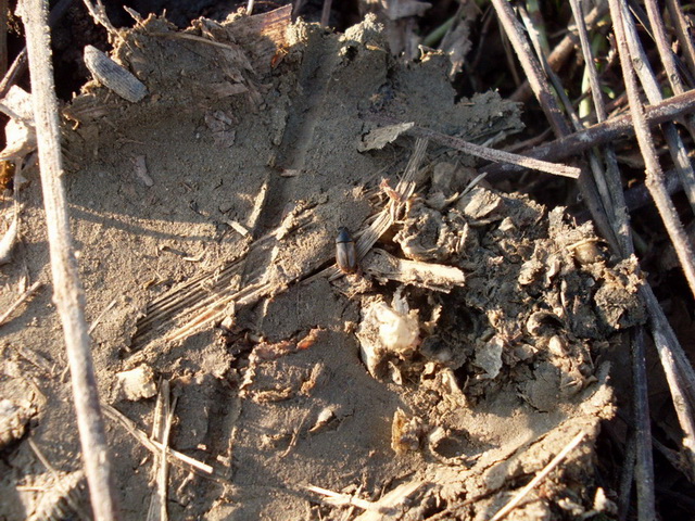Aphodius sp.